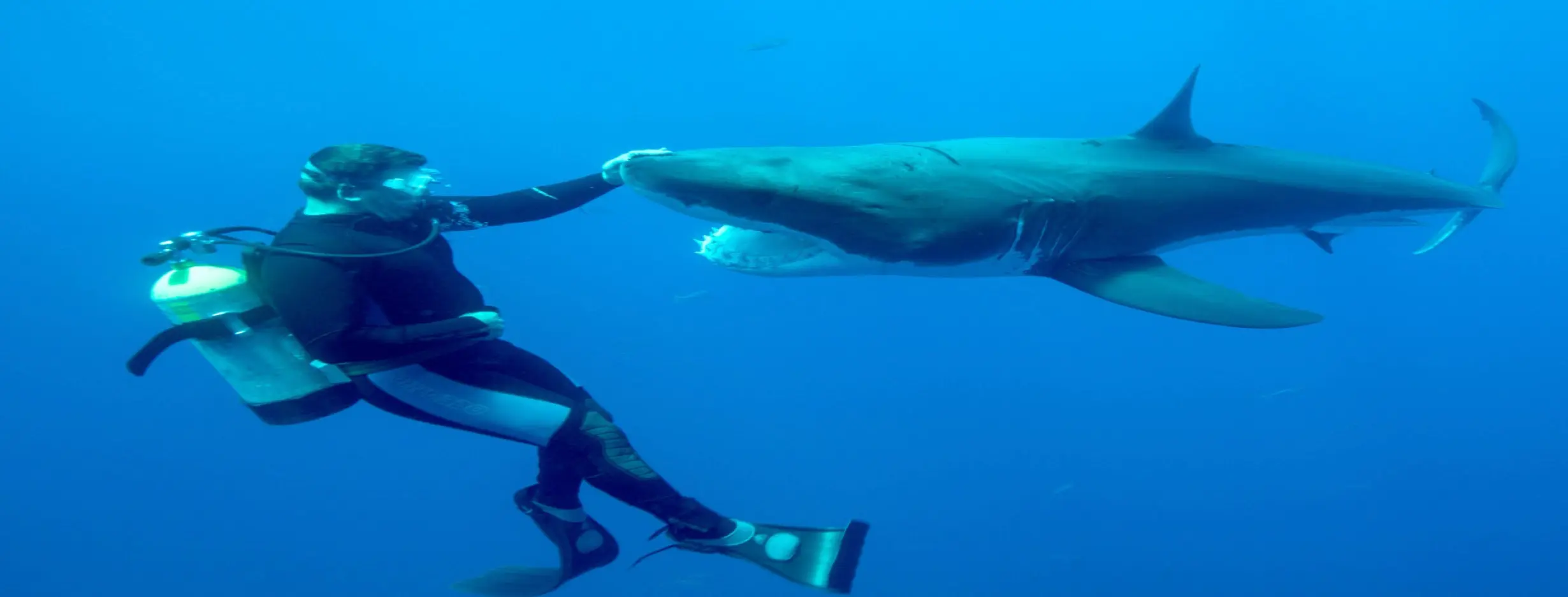 Image for Shark Scuba